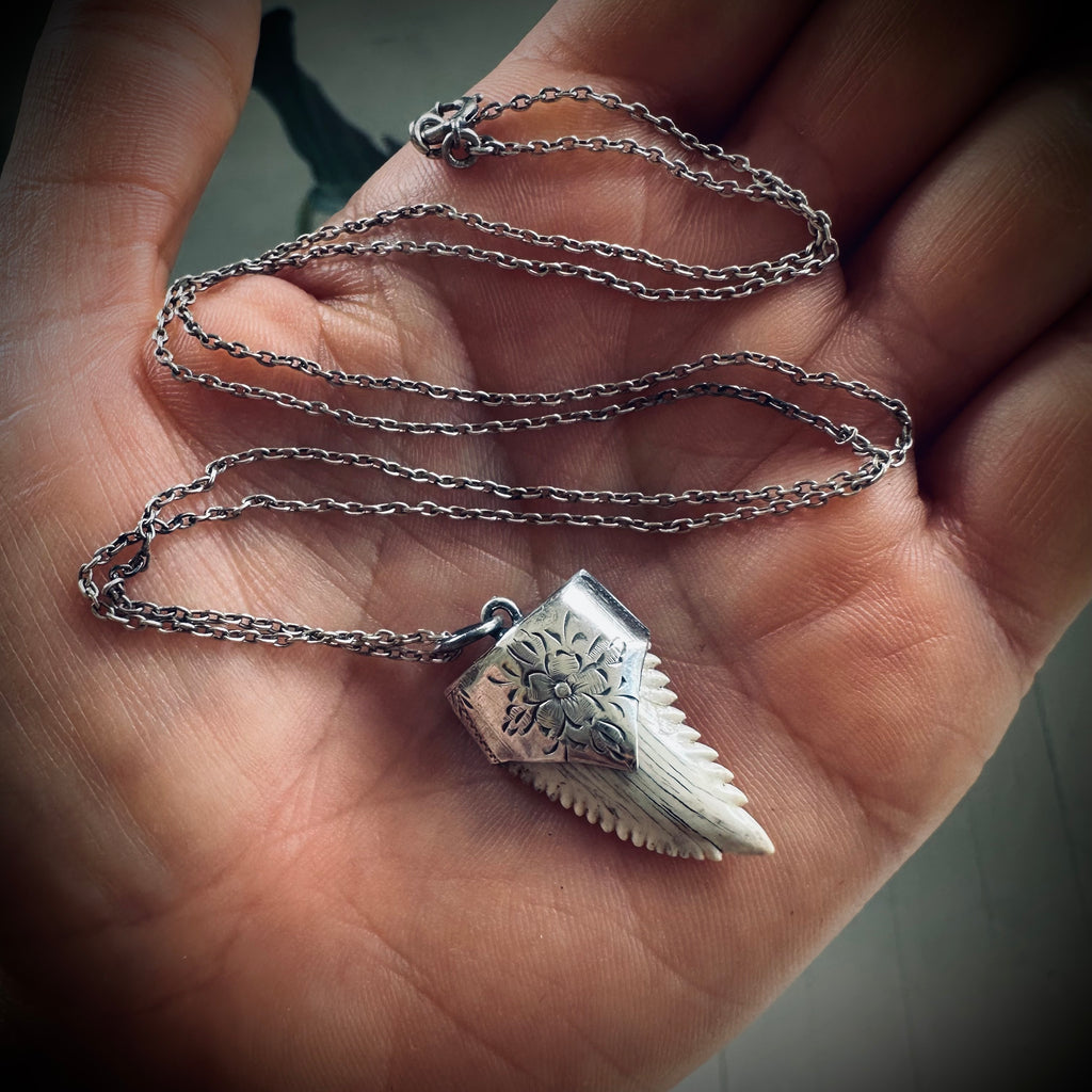 Fossilised shark tooth necklace in hallmarked sterling silver with 23” chain