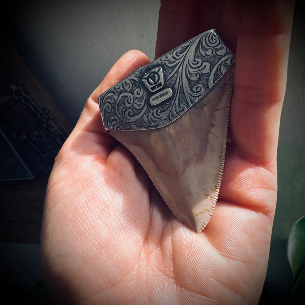 XL Sterling silver fossilised shark tooth pendant with turquoise