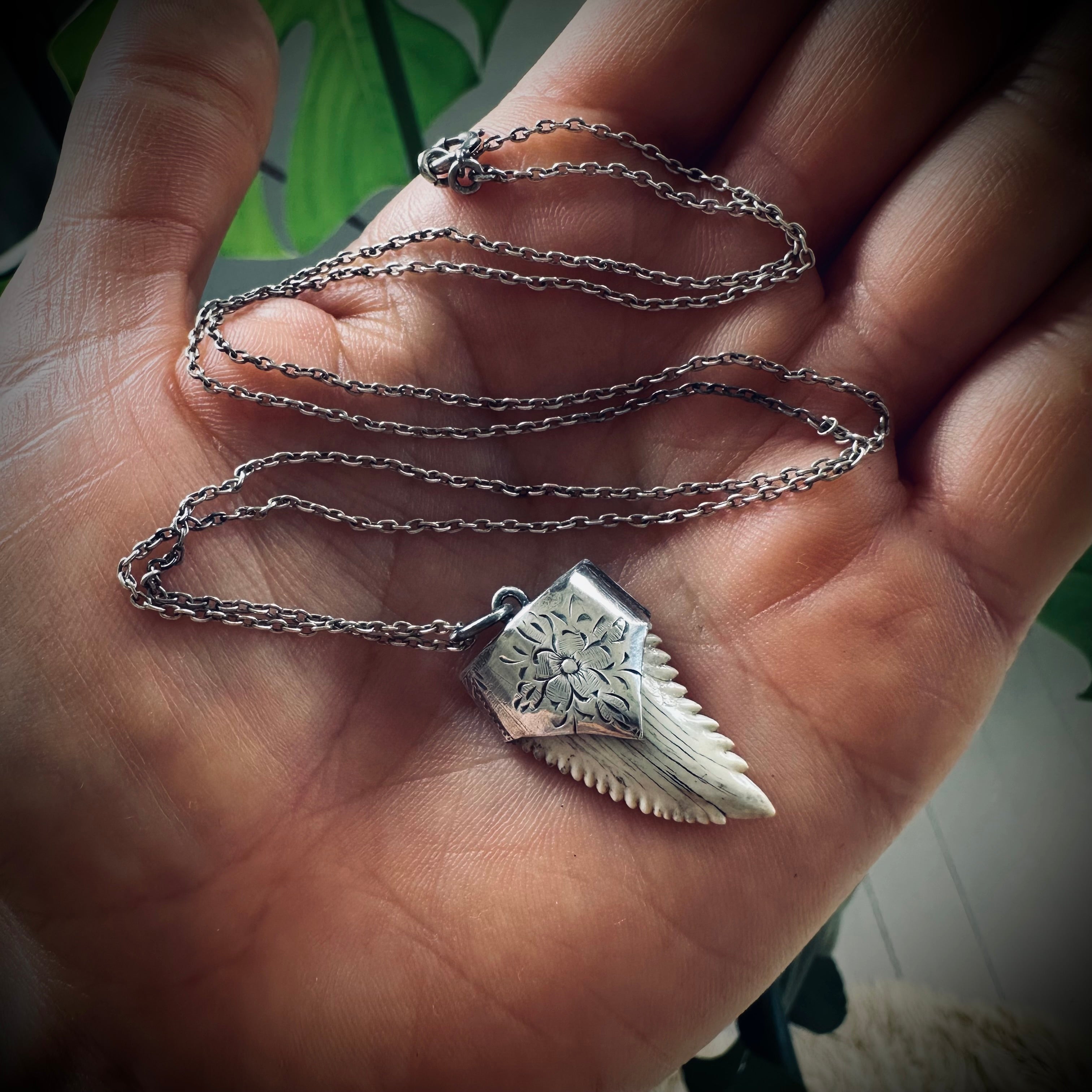 Fossilised shark tooth necklace in hallmarked sterling silver with 23” chain
