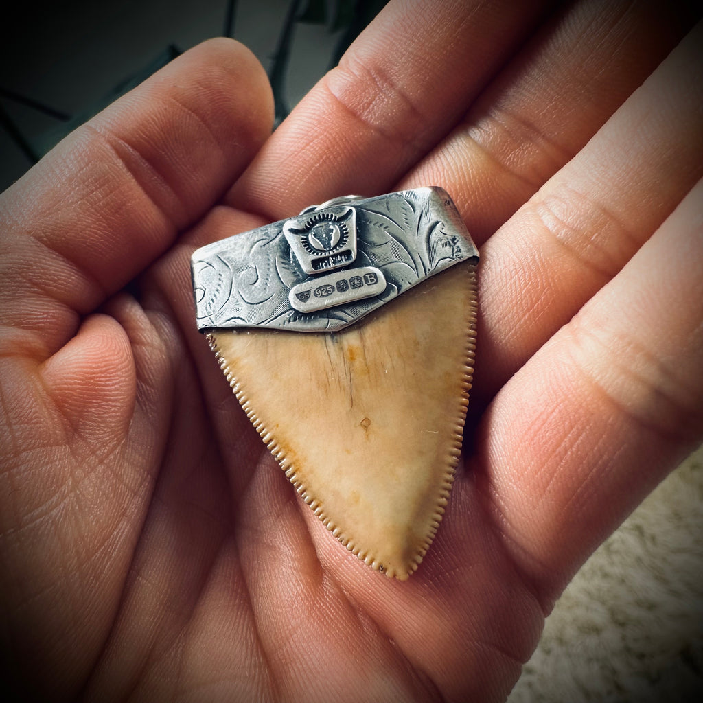 Fossilised shark tooth pendant in engraved hallmarked sterling silver