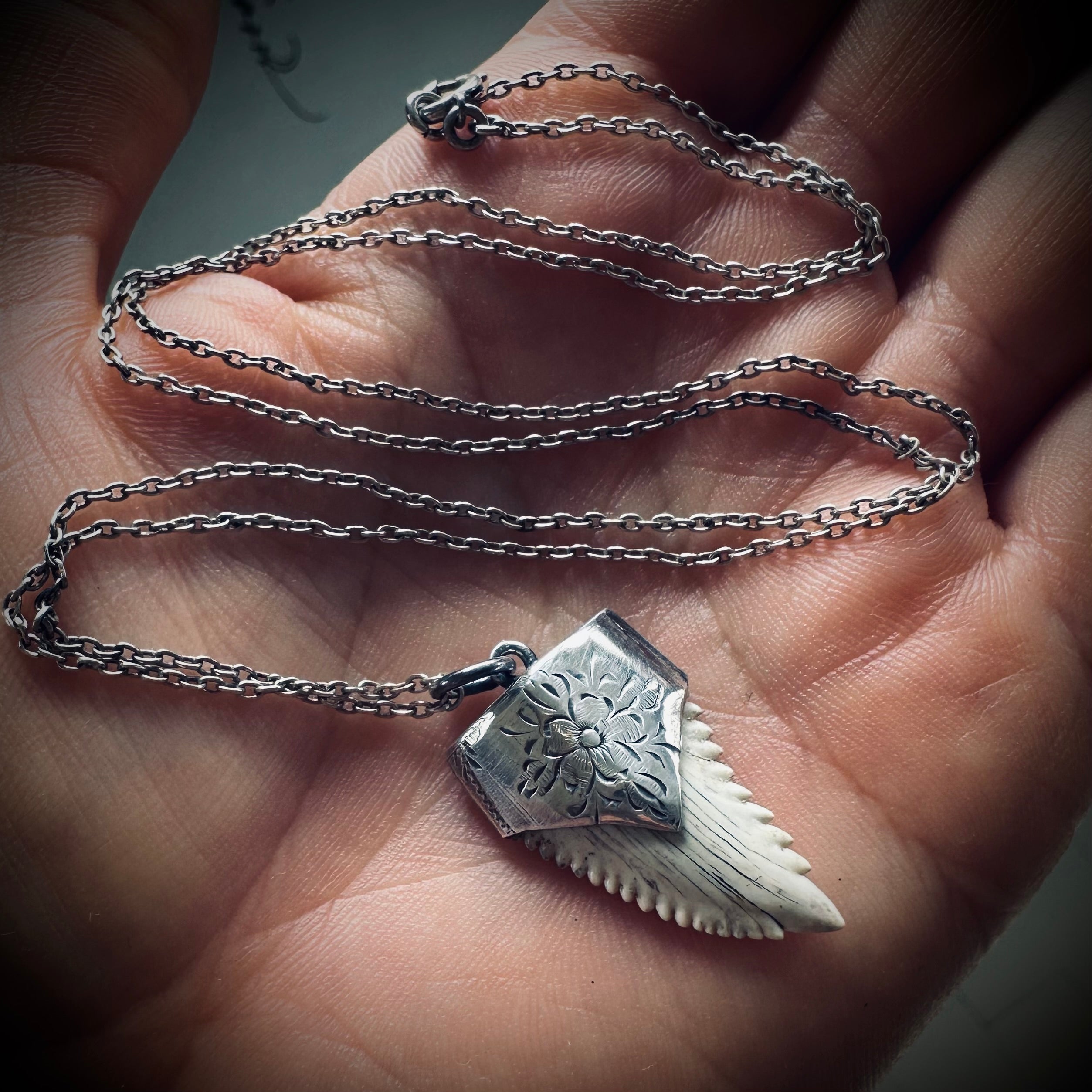 Fossilised shark tooth necklace in hallmarked sterling silver with 23” chain