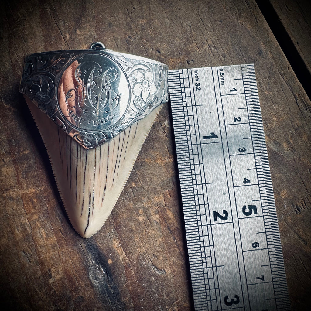 Large fossilised shark tooth pendant in hallmarked sterling silver