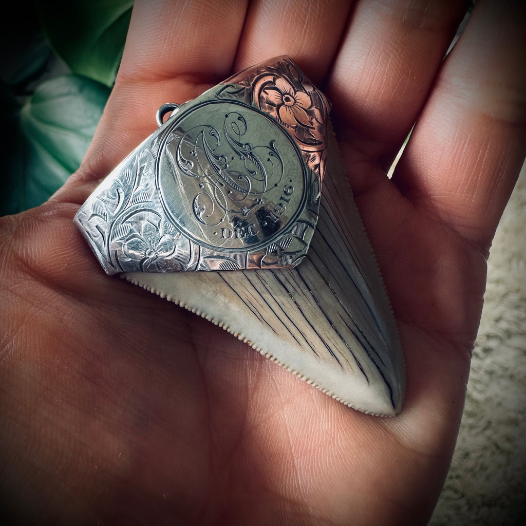 Large fossilised shark tooth pendant in hallmarked sterling silver