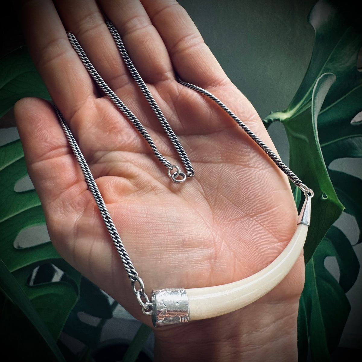 2.5” bone “tusk” on 16” antique guard chain in sterling silver