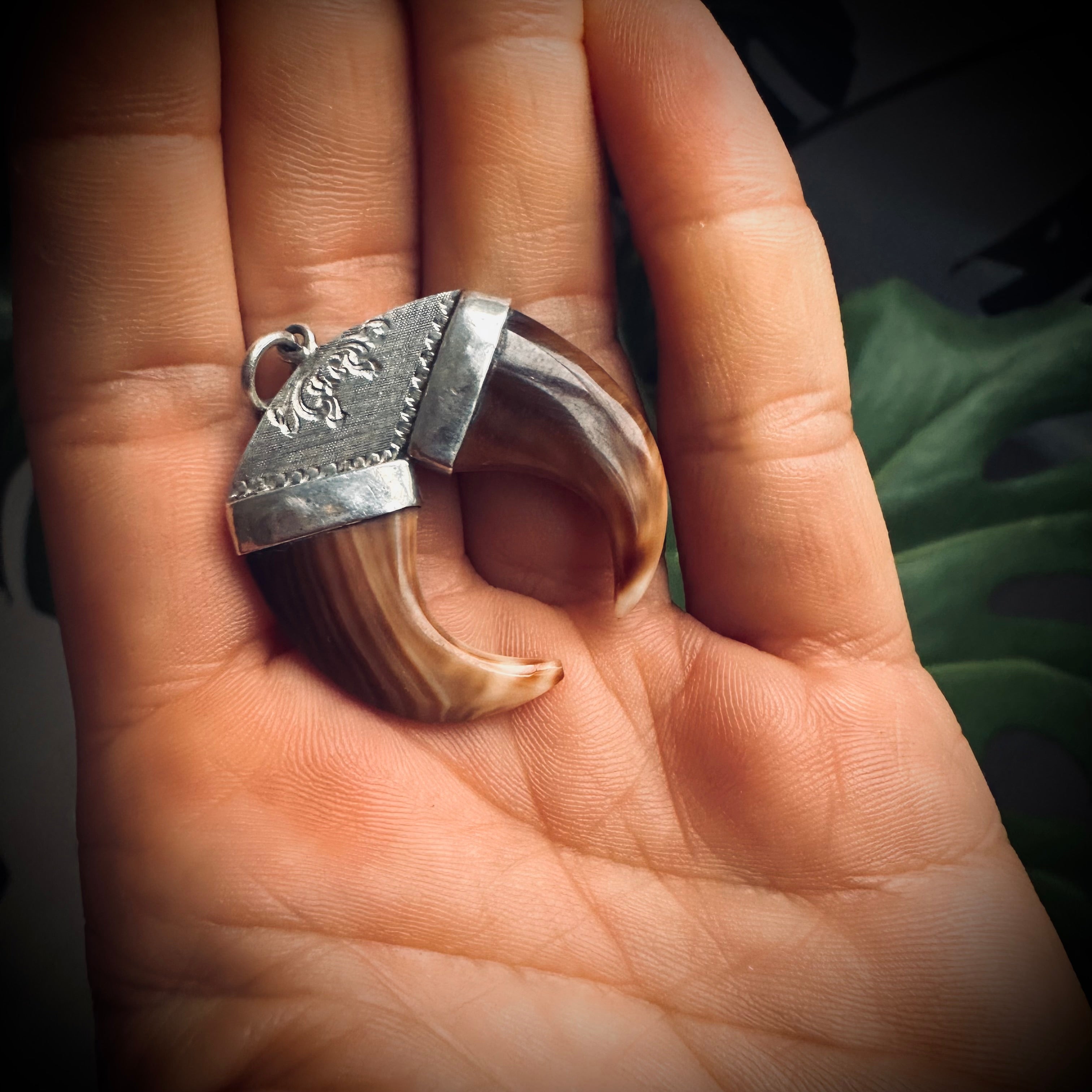 Double vintage carved shell “claw pendant” in sterling silver