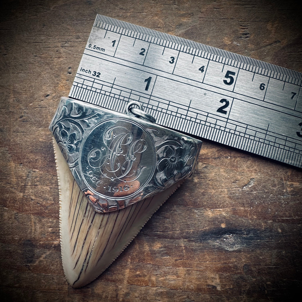 Large fossilised shark tooth pendant in hallmarked sterling silver