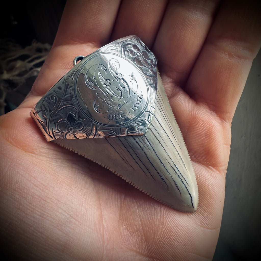 Large fossilised shark tooth pendant in hallmarked sterling silver