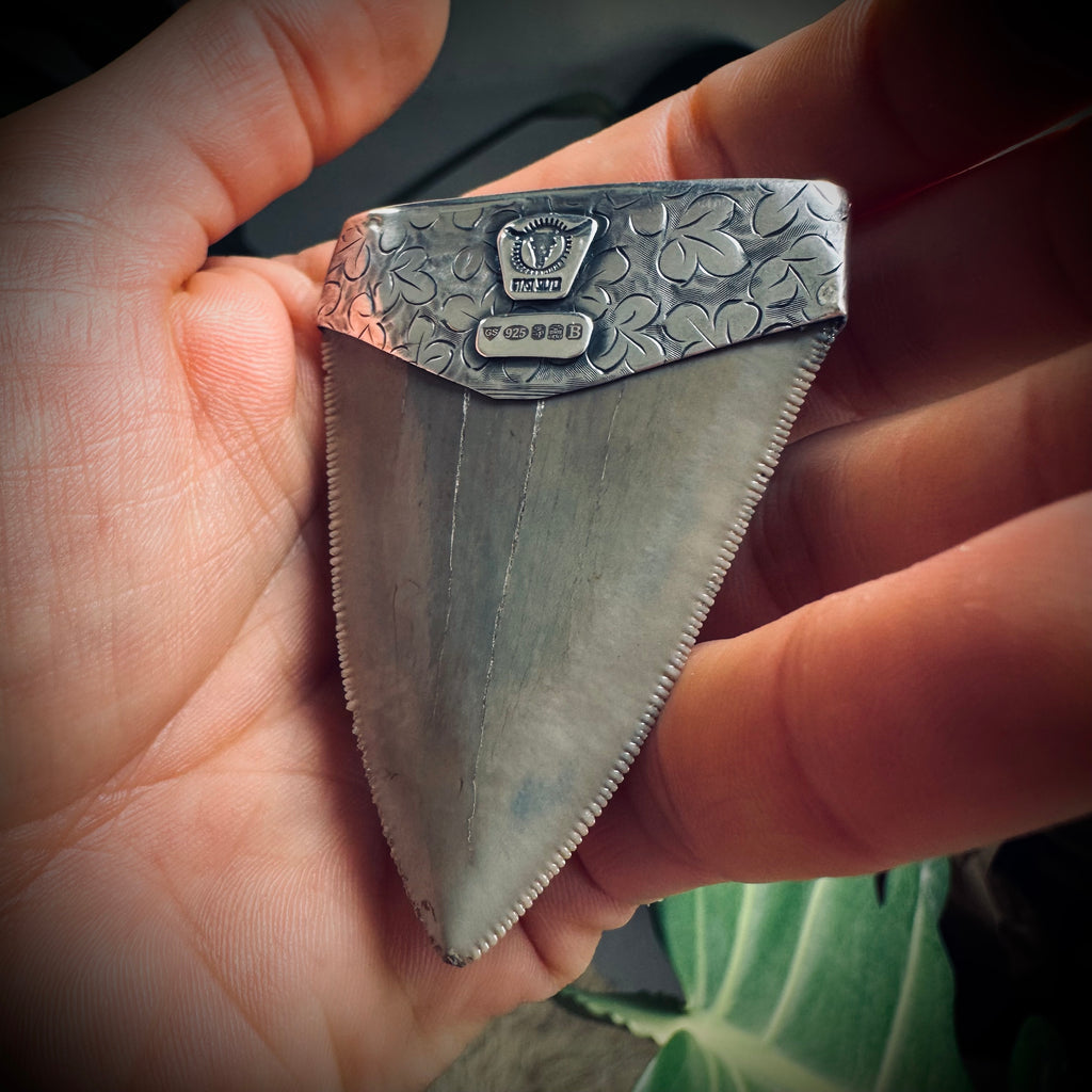 Fossilised shark tooth pendant in engraved hallmarked sterling silver