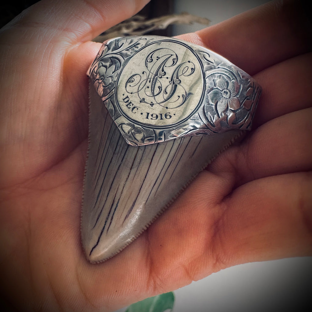 Large fossilised shark tooth pendant in hallmarked sterling silver