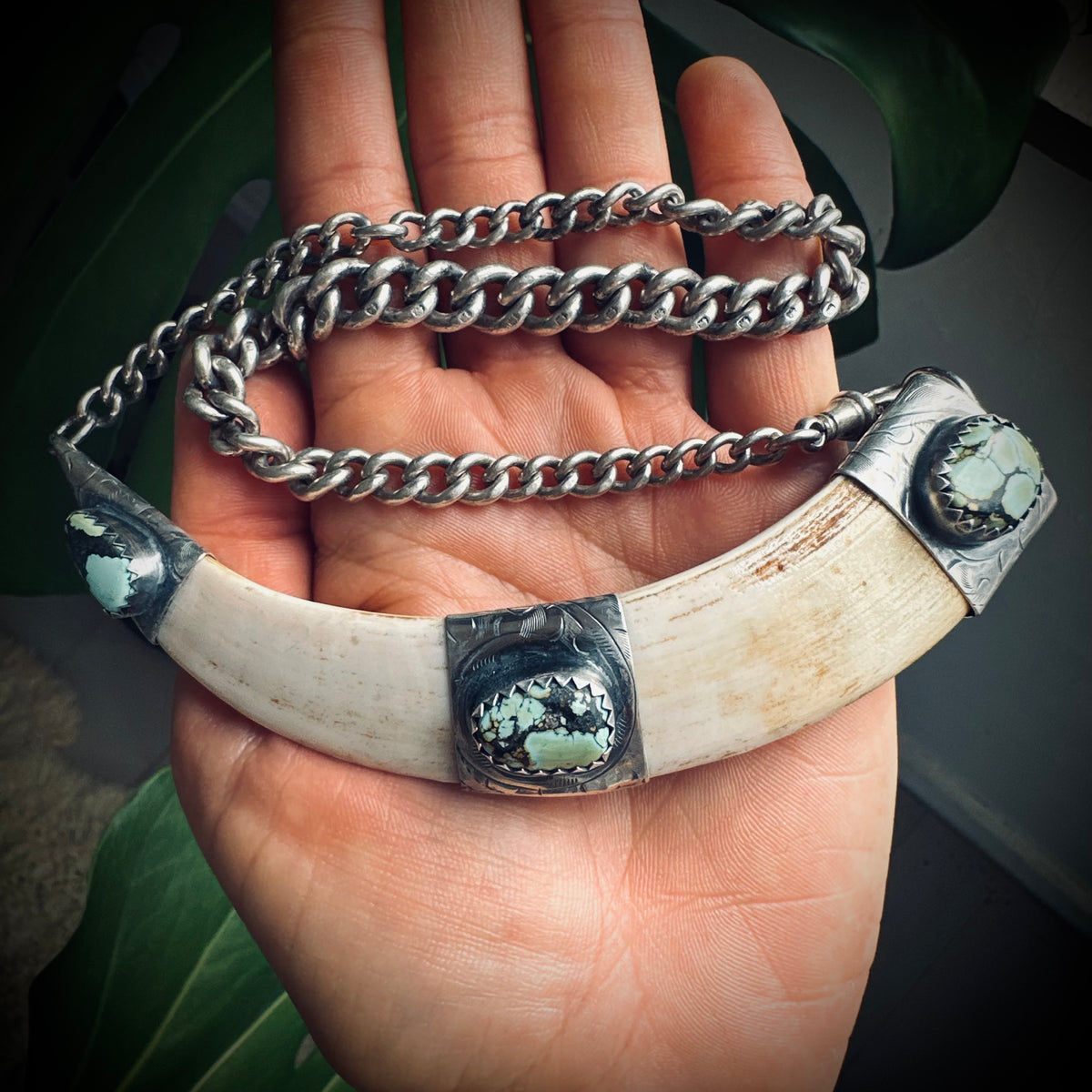 4.5” boars tusk with turquoise on 12.5” antique sterling silver Albert chain